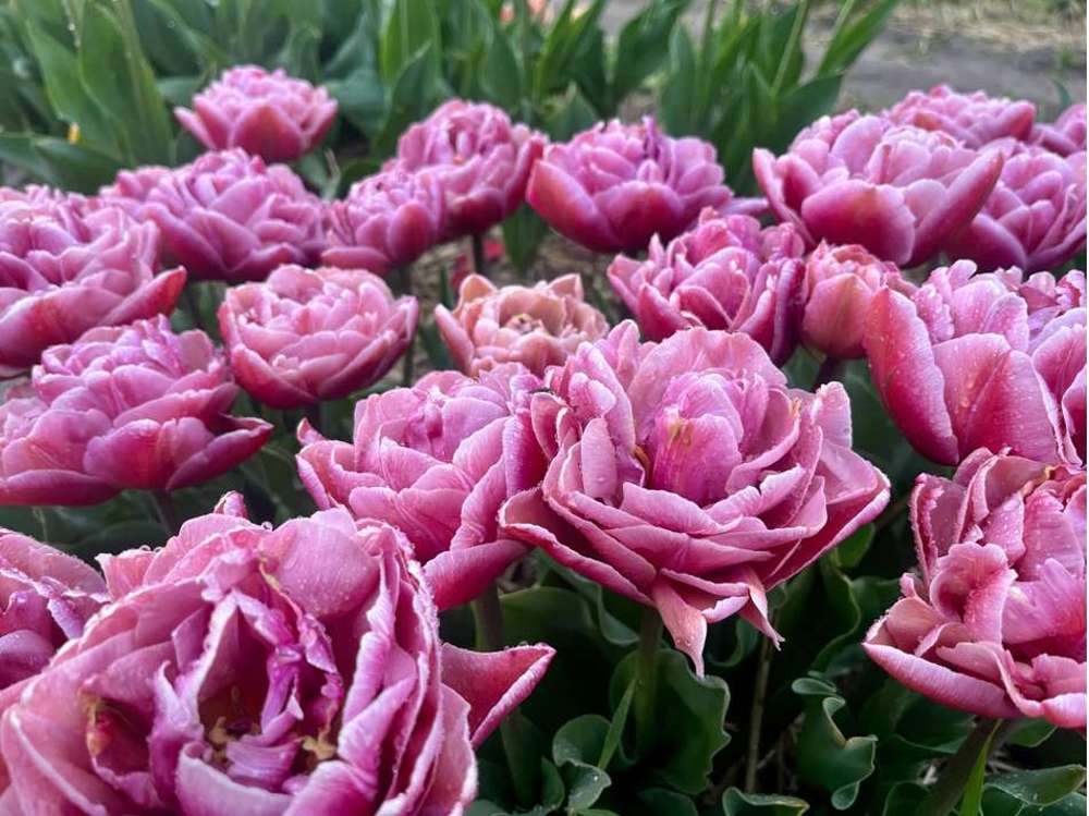 Tulipan 'Beachberry' (Storkøb) - 80 løg